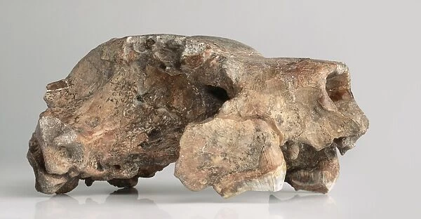 Mammals - Thylacoleo: Right profile of skull
