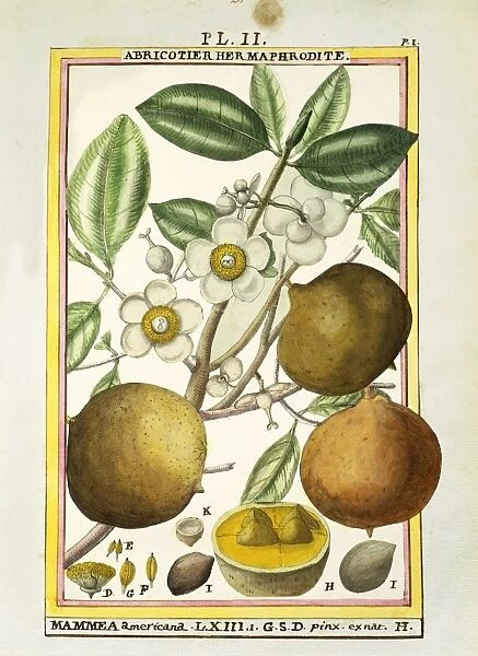 Mammee apple (Mammea americana), watercolour by Delahaye, 1789