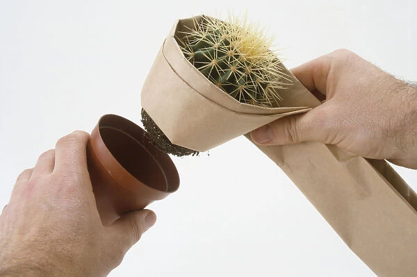 Mammillaria cactus being removed from pot, brown paper wrapped around it to protect from spines, close-up