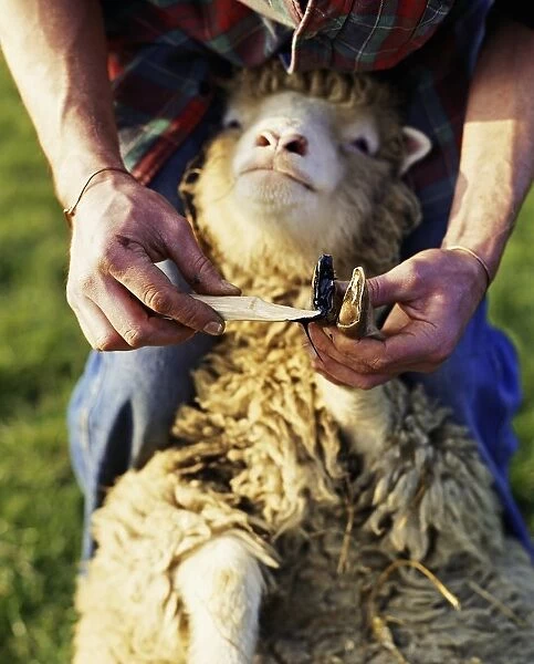 Man cleaning nail on foot of sheep