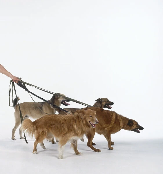 Man holding four dogs on their leads