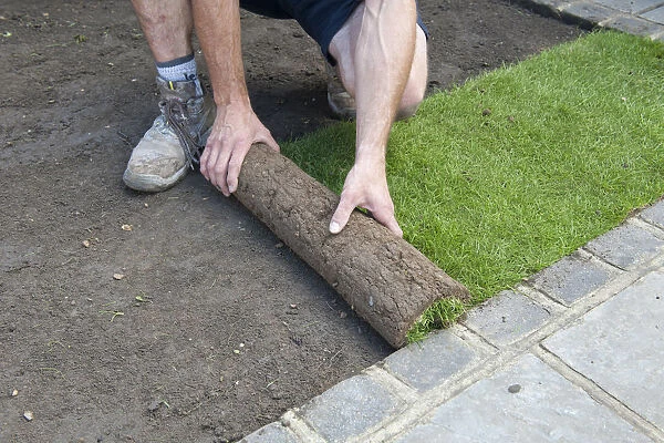 Man laying turf by rolling out grass