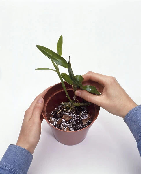Man positioning developed plantlet into plant pot containing compost and potting hormone powder