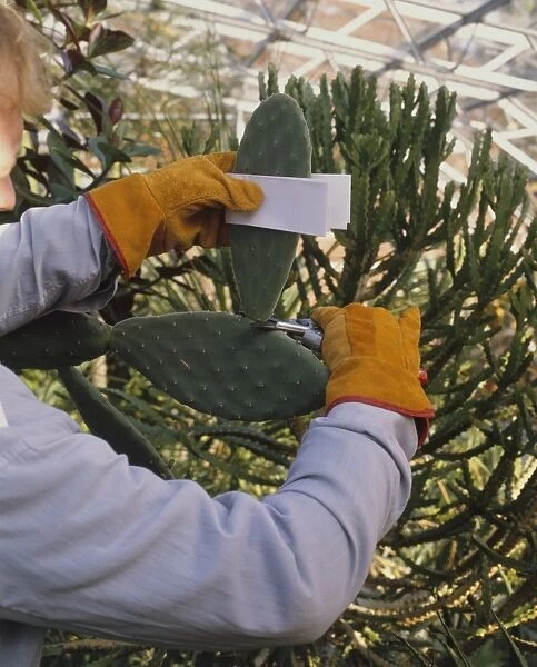 Man removing section from Opuntia ficus-indica (Prickly pear cactus) with piece of paper, wearing protective gloves (propagating from stem sections)