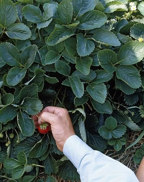 Man removing strawberry from parent plant