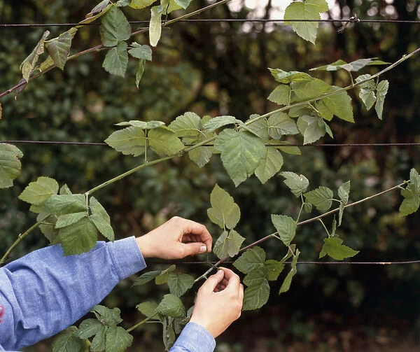 Man tying blackberry stems to horizontal wire outdoors