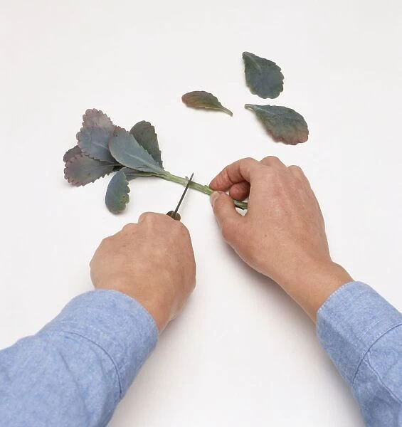 Man using penknife to trim stem of Kalanchoe Wendy after removing lower pair of leaves
