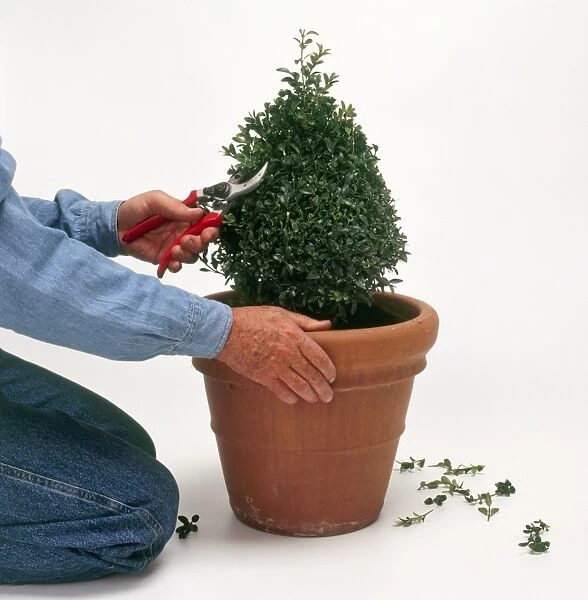 Man using secateurs to shape buxus into tree in plant pot