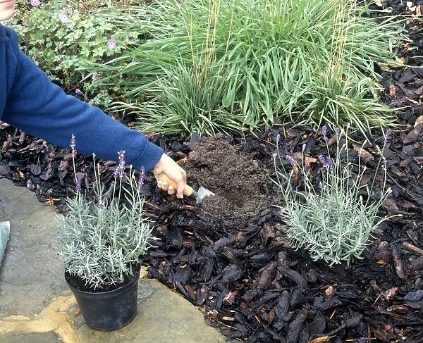 Man using trowel to dig hole in wet flowerbed to plant lavender