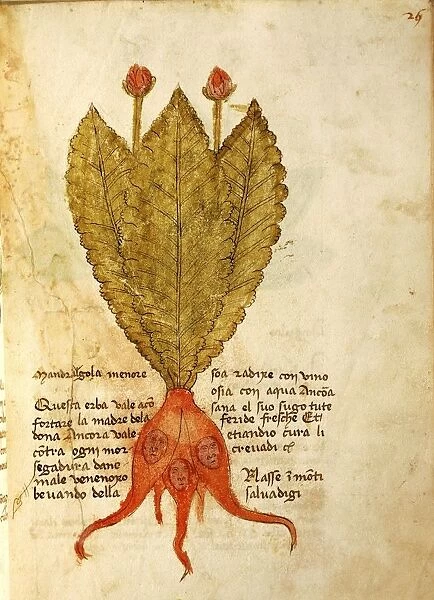 Mandragola Menore, Mandrake (Mandragora), illustration