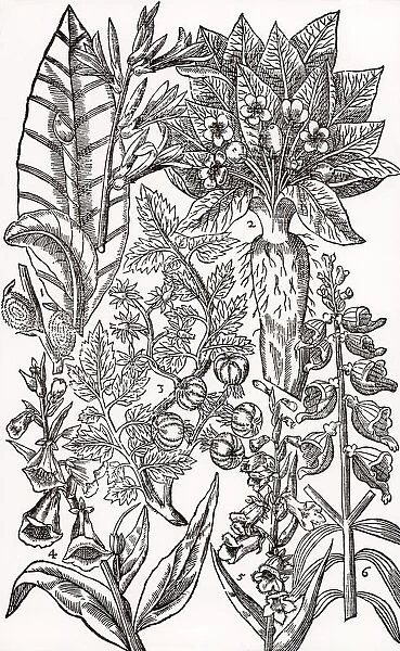 Mandrake (2) and Foxgloves (4, 5, 6). Although poisonous, these plants have medicinal