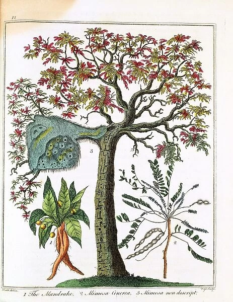 Mandrake (bottom left) Sensitive plant (bottom right) & Acacia. Print published London c1795