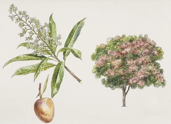 Mango trees (Mangifera indica) plant with flower and drupe, illustration