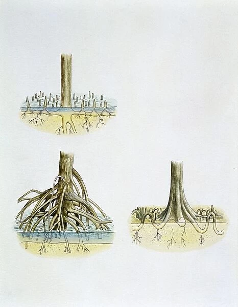Mangroves with roots Pneumatophores Sonneratia, Brugulera and Rhizophora, illustration