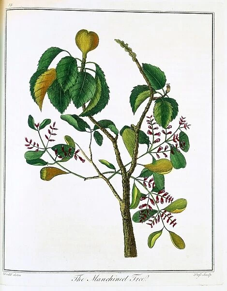 Manicheel tree (Hippomane mancinella) or Poison Guava: Caribbean and Gulf of Mexico