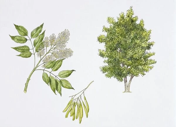 Manna Ash (Fraxinus ornus) flower, leaf and seeds, illustration