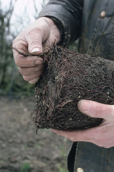 Mans hands seperating or disentangling the roots at the base of a container grown plant