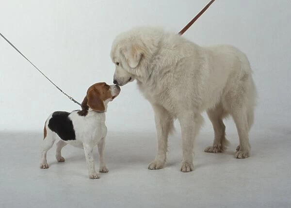 Maremma Sheepdog and Beagle puppy with noses touching