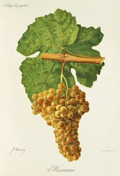 Marsanne grape, illustration by J. Troncy