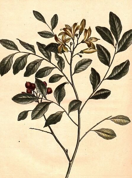 Marse na, Marshland Marsana (Marsana buxifolia), signed: P