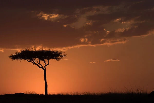 Masai Mara National Reserve. Silhouette of a tree at sunset. Kenya