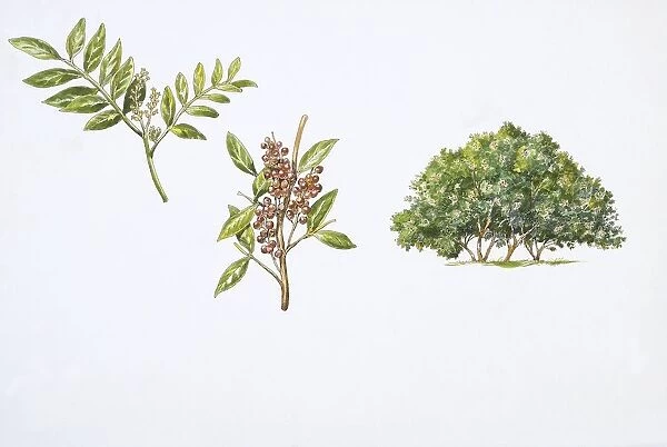 Mastic Tree (Pistacia lentiscus) plant with flower, leaf and drupe, illustration