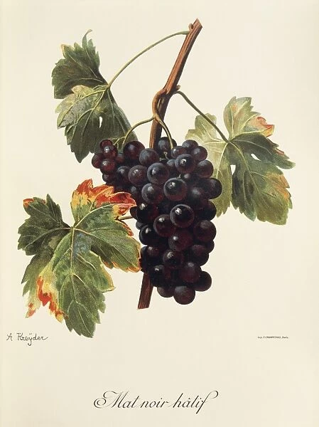 Mat Noir Hatif grape, illustration by A. Kreyder