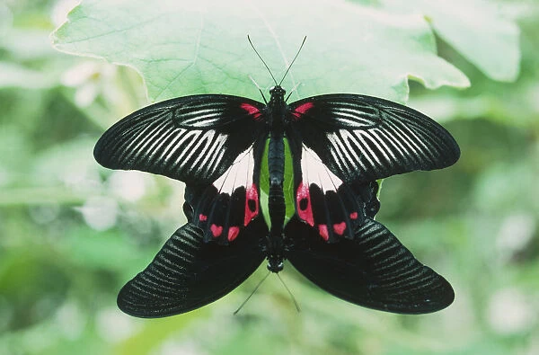 Mating pair of Asian Swallowtails (Atrophaneura pachliopta aristolochiae) in tail-to-tail position