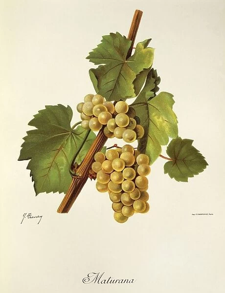 Maturana grape, illustration by J. Troncy