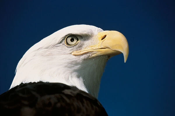 This is a mature American bald eagle from the National Foundation to Protect Americas Eagles. His name is Challenger. It shows his upper body with his head and beak facing right, looking out