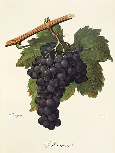 Mavroud grape, illustration by A. Kreyder
