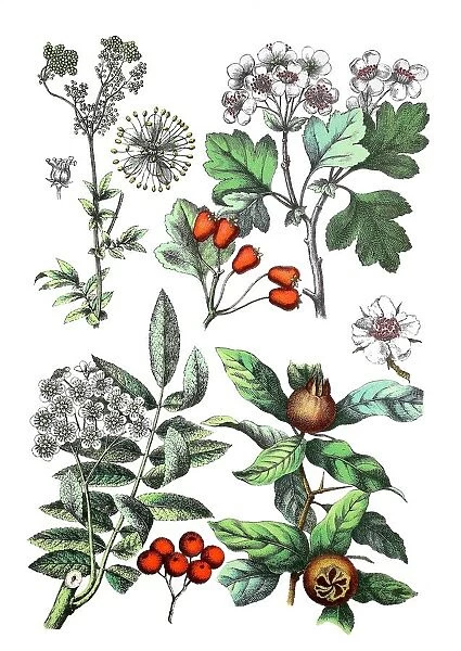 Meadowsweet, Filipendula ulmaria (top left), midland hawthorn