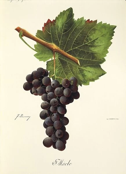Mecle grape, illustration by J. Troncy