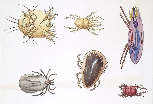Medium group of Arachnids, illustration