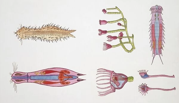 Medium group of gastrotrichs, illustration