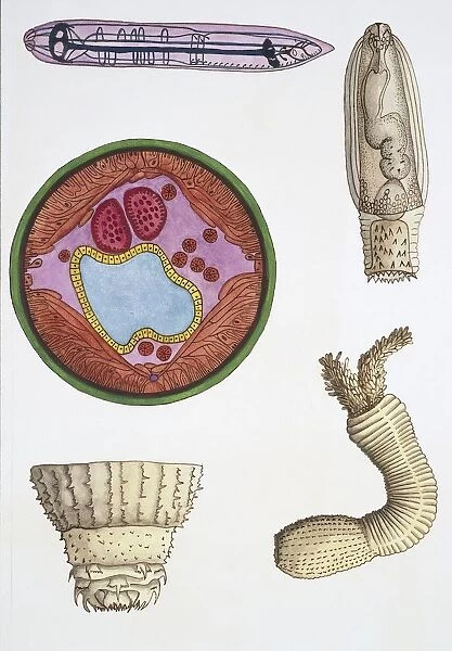 Medium group of roundworms (nematodes) and priapulid worms (priapulida), illustration