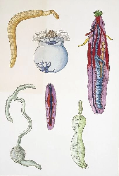 Medium group of velvet worms (onychophora), illustration