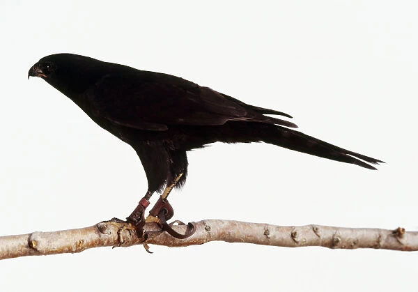 Melanic Gabar Goshawk (Micronisus gabar) wearing jesses perching on branch, side view