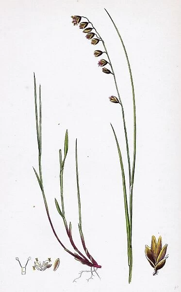 Melica nutans, Nodding Melic-grass
