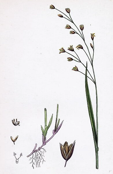 Melica uniflora, Wood Melic-grass