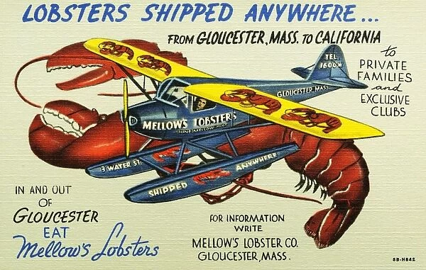 Mellows Lobsters Airplane. Ca. 1948, Lobsters Shipped Anywhere from Gloucester, Mass to California to Private Families and Exclusive Clubs. in and out of Gloucester Eat Mellows Lobsters. for Information Write Mellows Lobster Co. Gloucester, Mass