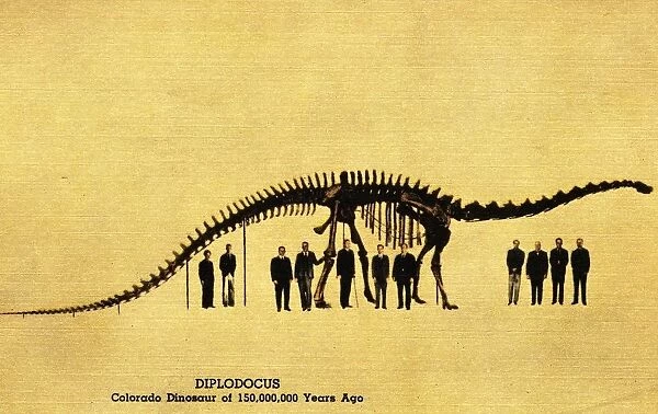 Men Standing Under Diplodocus Skeleton. ca. 1946, Denver, Colorado, USA, DIPLODOCUS, Colorado Dinosaur of 150, 000, 000 Years Ago. THE DENVER MUSEUM of NATURAL HISTORY Denvers Municipal Museum. DIPLODOCUS (An Ancient Reptile) in the GEOLOGICAL HALL