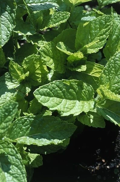 Mentha spicata var. crispa Moroccan, green leaves, close-up