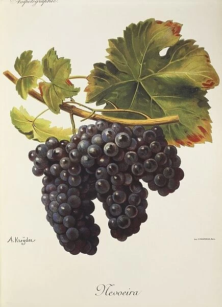 Mevoeira grape, illustration by A. Kreyder