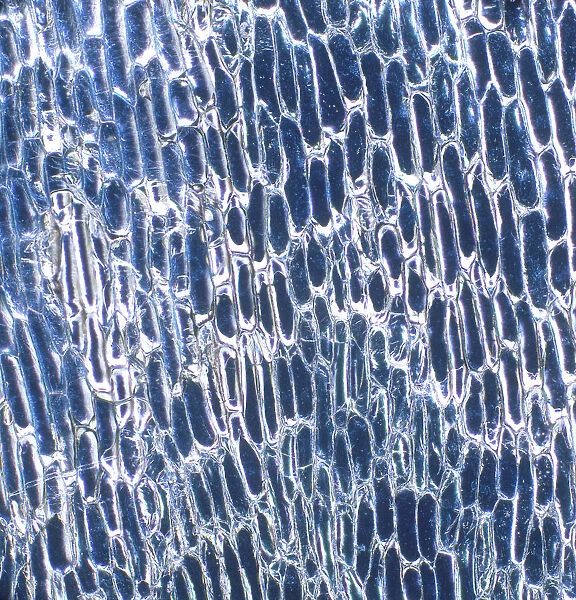 Micrograph of onion cells, close-up