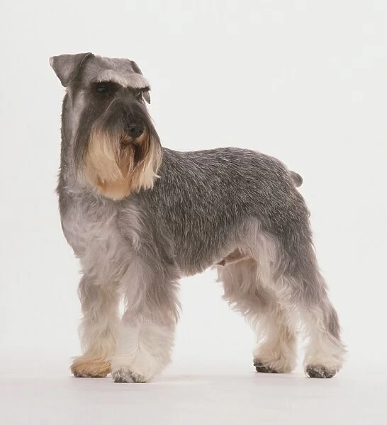 Miniature Schnauzer standing with its head turned away