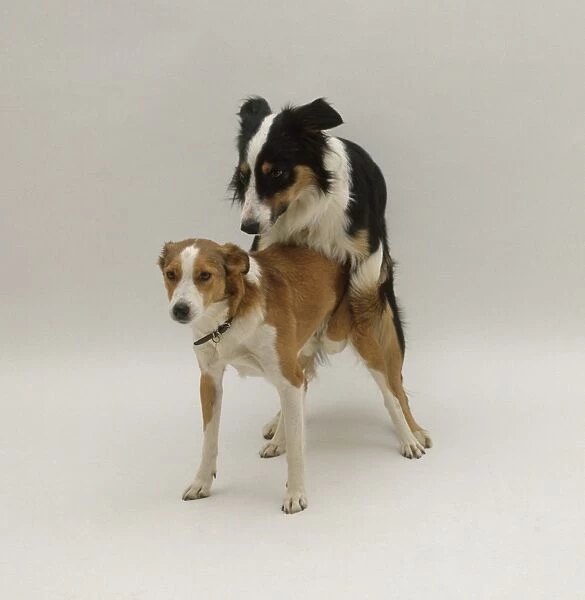 Two mixed-breed dogs mating, front view