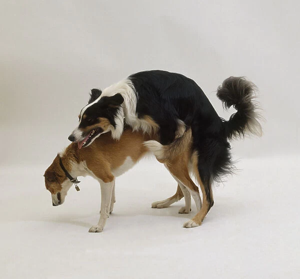 Two mixed-breed dogs mating, side view