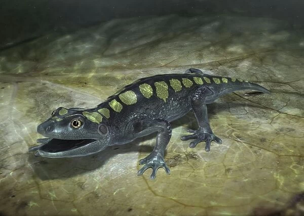 Model of Amphibamus prehistoric amphibian on leaf, close-up