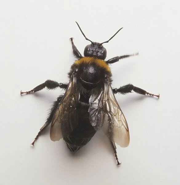 Model of a bee, overhead view